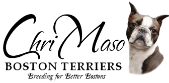 ChriMaso Boston Terriers Logo
