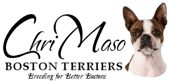 ChriMaso Boston Terriers Logo