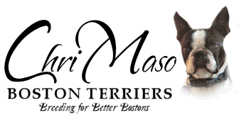 ChriMaso Boston Terriers Logo