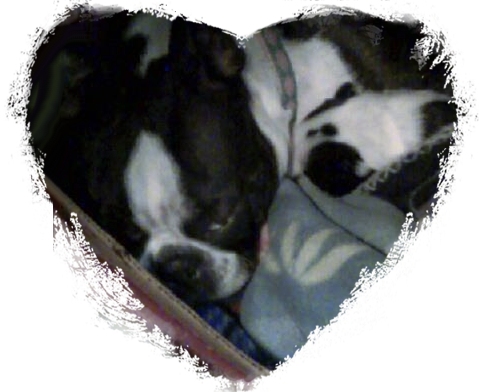 pups