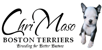 ChriMaso Boston Terriers Logo